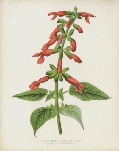 Salvia Gesneraeflora da English School